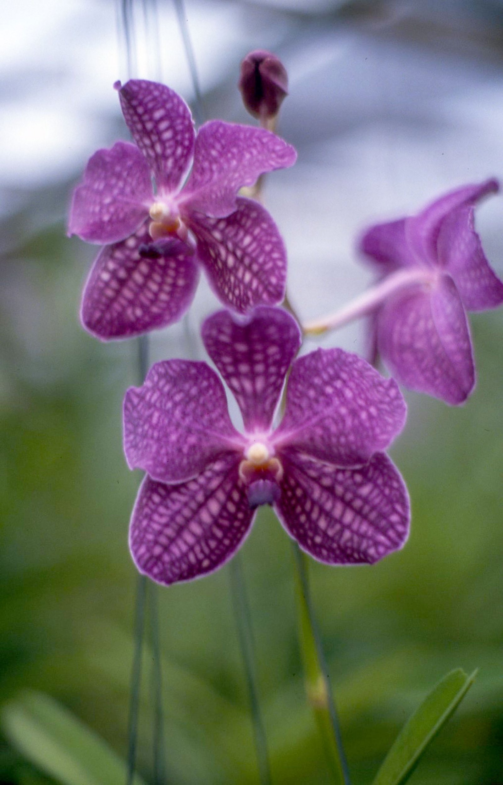 Orchids 11